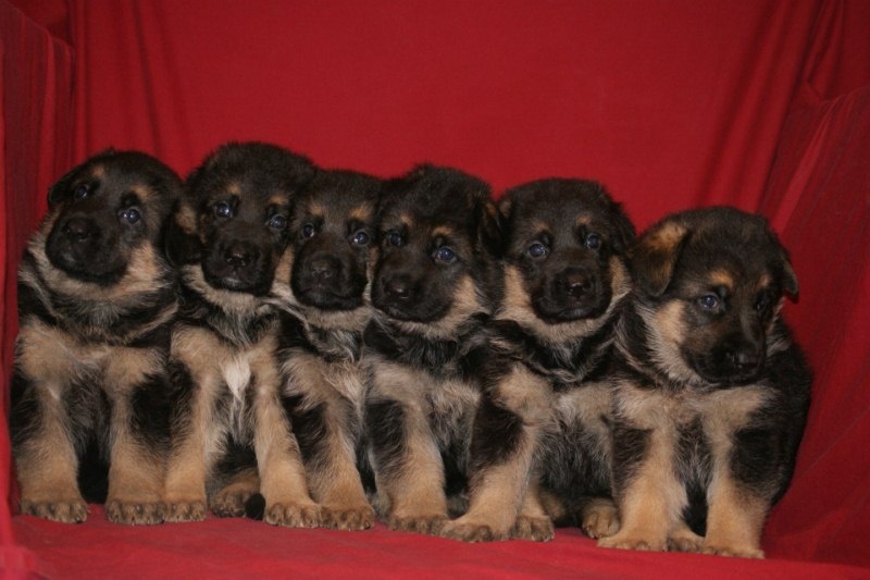 De val majour - Berger Allemand - Portée née le 10/12/2010